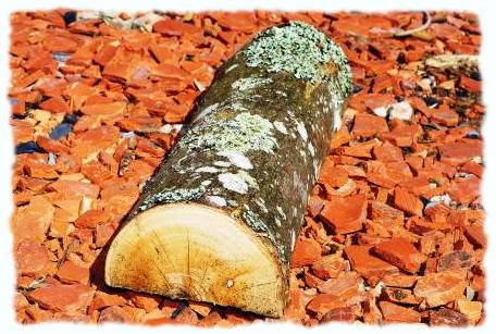 Bois de chauffage essence de hêtre Gignac-la-Nerthe 13180